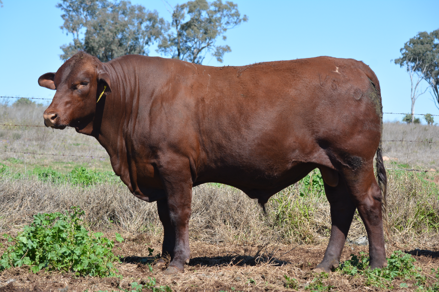 Lot 111 - ROSEVALE SOLITAIRE V570 (P) | AuctionsPlus