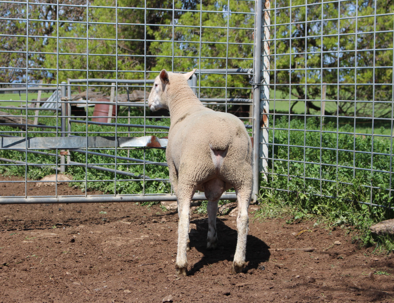 Lot 29 - VORTEX RAM WS165 | AuctionsPlus