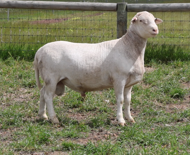 Lot 22 - TWIN PEAKS R051 | AuctionsPlus