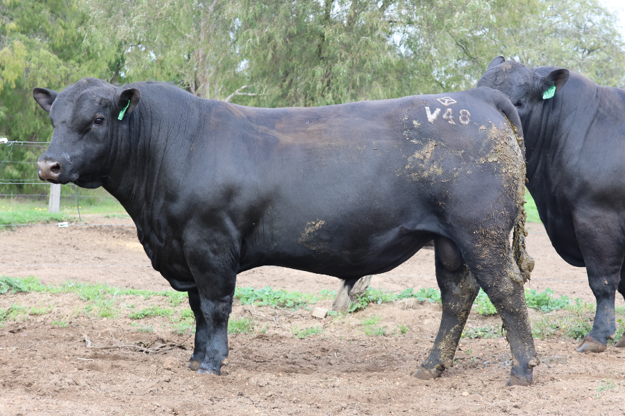 Lot 2 - GANDY TANKER V48 | AuctionsPlus