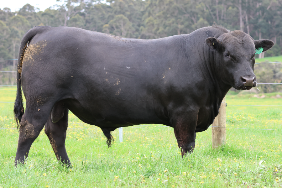 Lot 4 - GANDY ALPINE 38 SPECIAL V54 | AuctionsPlus