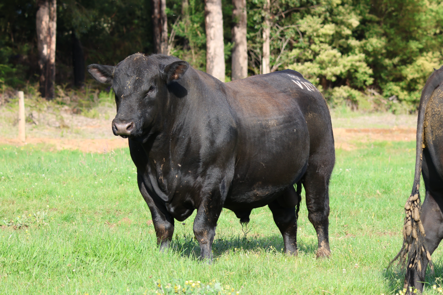 Lot 7 - GANDY GOAL KEEPER V102 | AuctionsPlus