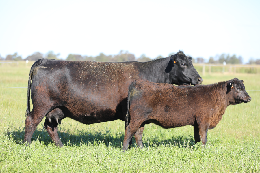Lot 48 - MERRIDALE VICKY Q33 | AuctionsPlus