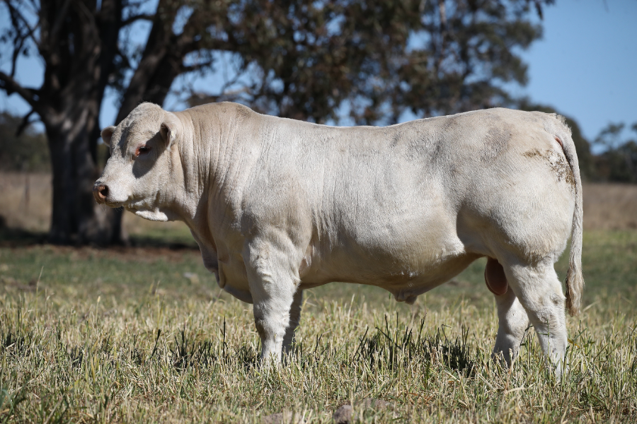 Lot 1A - 40 x Straws of semen -Palgrove Legacy L274 (P) | AuctionsPlus