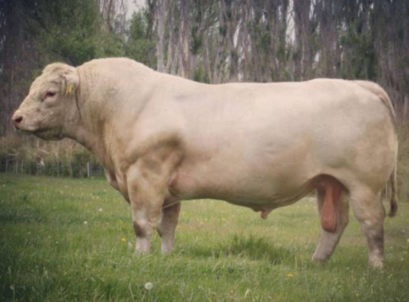 Lot 12 - 3 x Straws of semen -Silverstream National | AuctionsPlus
