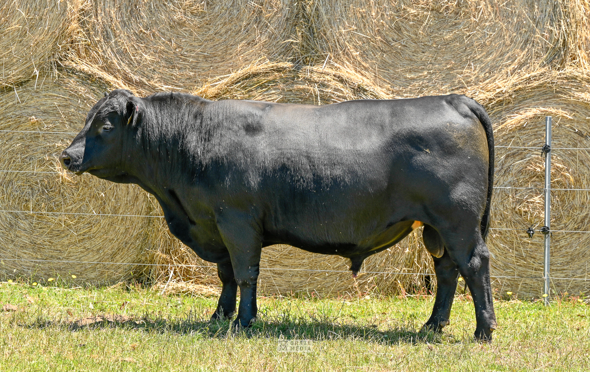 Lot 5 - BALLAWINNA BEAST MODE V56 | AuctionsPlus