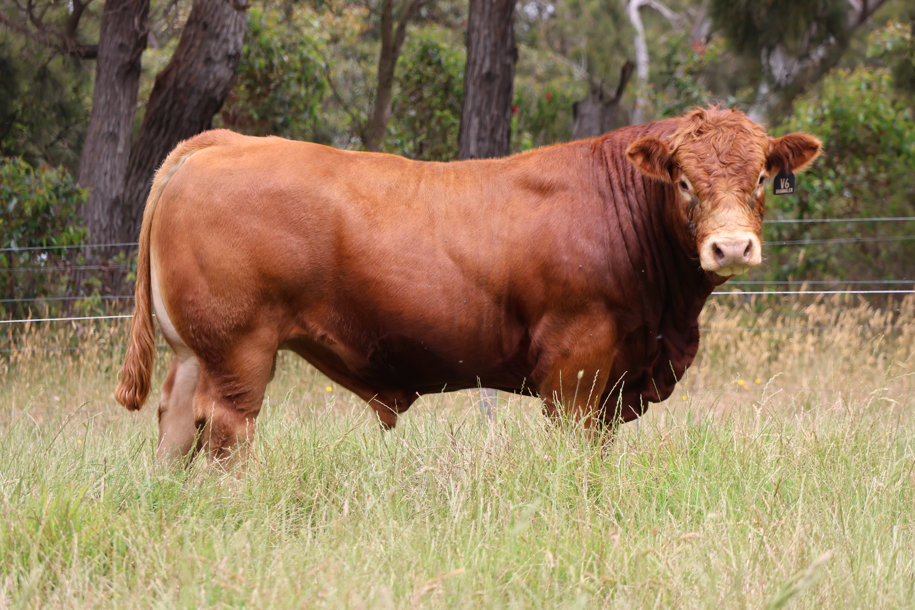 Lot 21 - SHANNALEA VISCOUNT V6 | AuctionsPlus