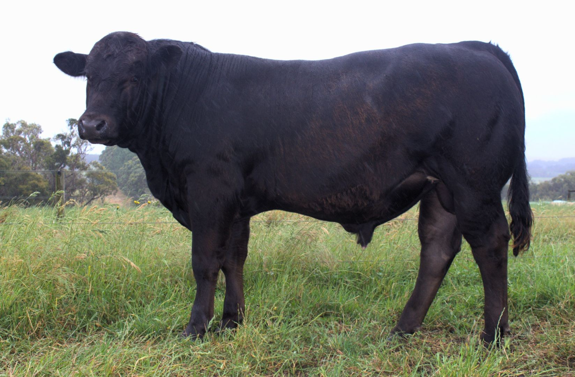 Lot 23 - SHANNALEA VICTORY V21 | AuctionsPlus