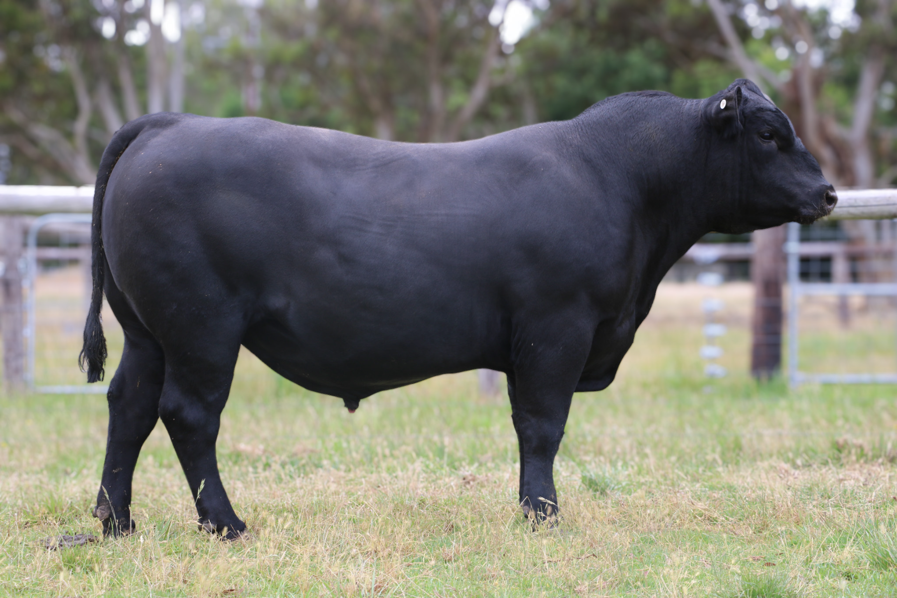 V64 Back Lot 34 - Nampara V64 | AuctionsPlus