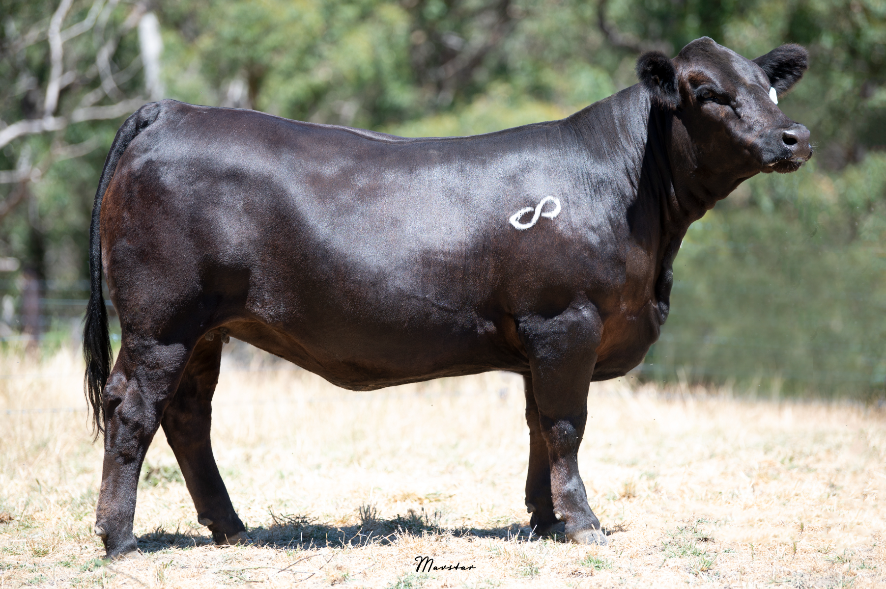 Lot 18 - Embryos ZXAPV120 × IMU3Q069 | Limitless R4 Upgrade × LBRS ...