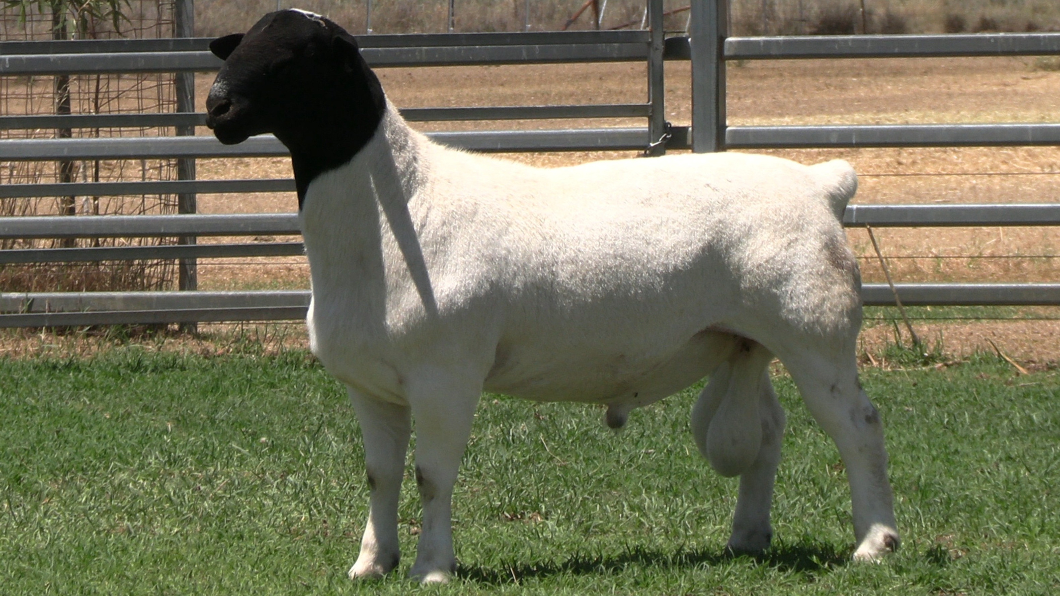 Lot 94 - AMARULA 244508 | AuctionsPlus