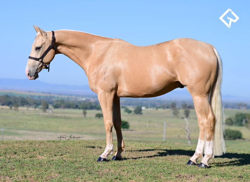 Lot 758 - HARDSPINNING MELLO | AuctionsPlus
