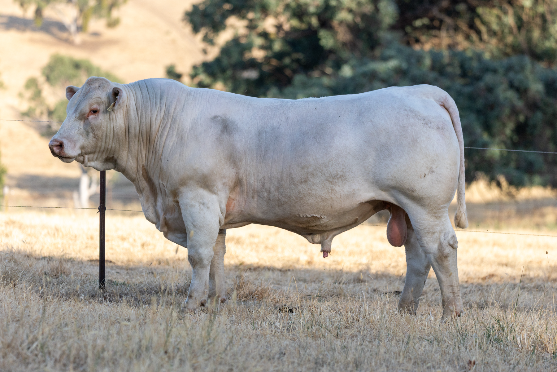 RANGAN CHAROLAIS ANNUAL BULL SALE - Auction 127427 | AuctionsPlus