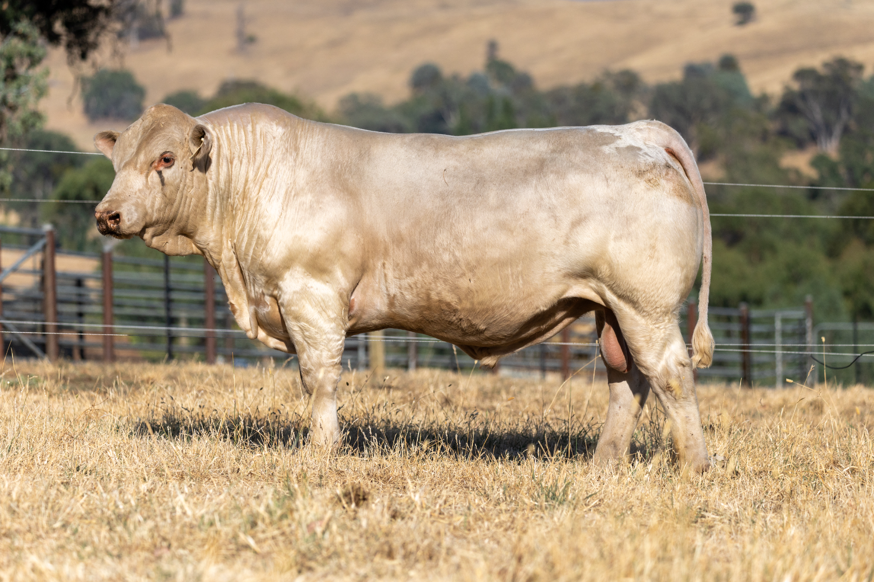 Lot 3 - RANGAN VALOR V93 (AI) (P) | AuctionsPlus