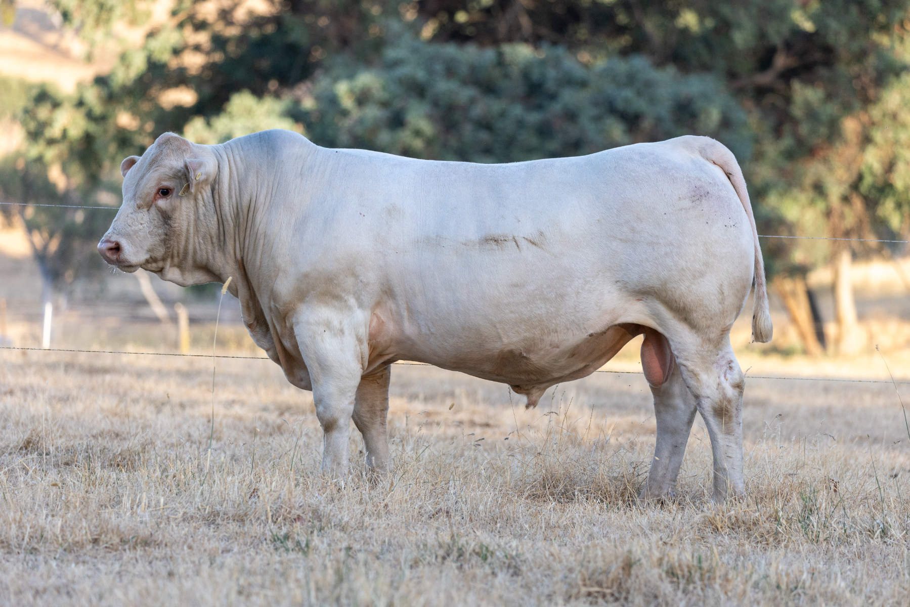 Lot 15 - RANGAN VALUABLE V76 (AI) (P) | AuctionsPlus