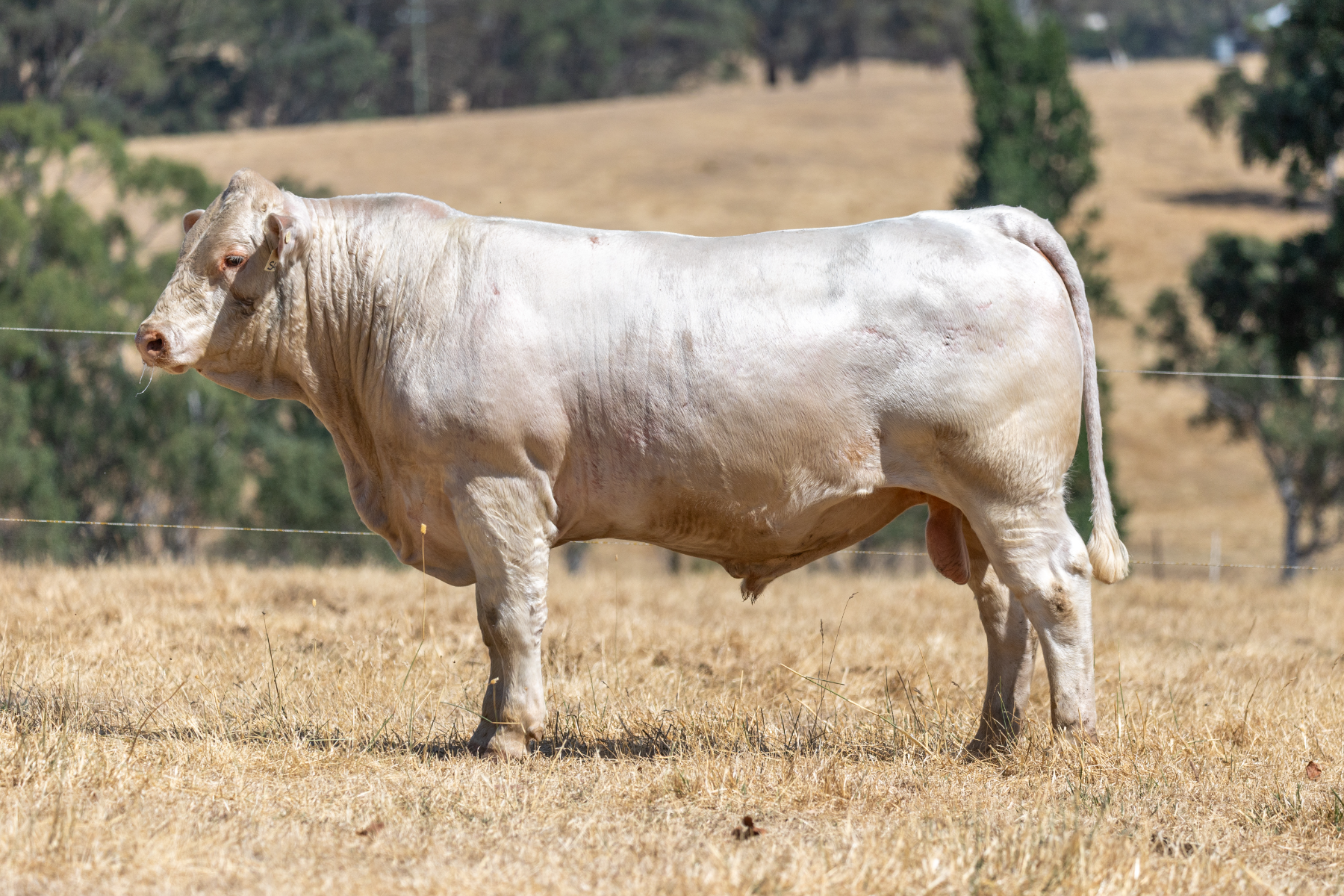 Lot 34 - RANGAN VOID V164 (P) | AuctionsPlus
