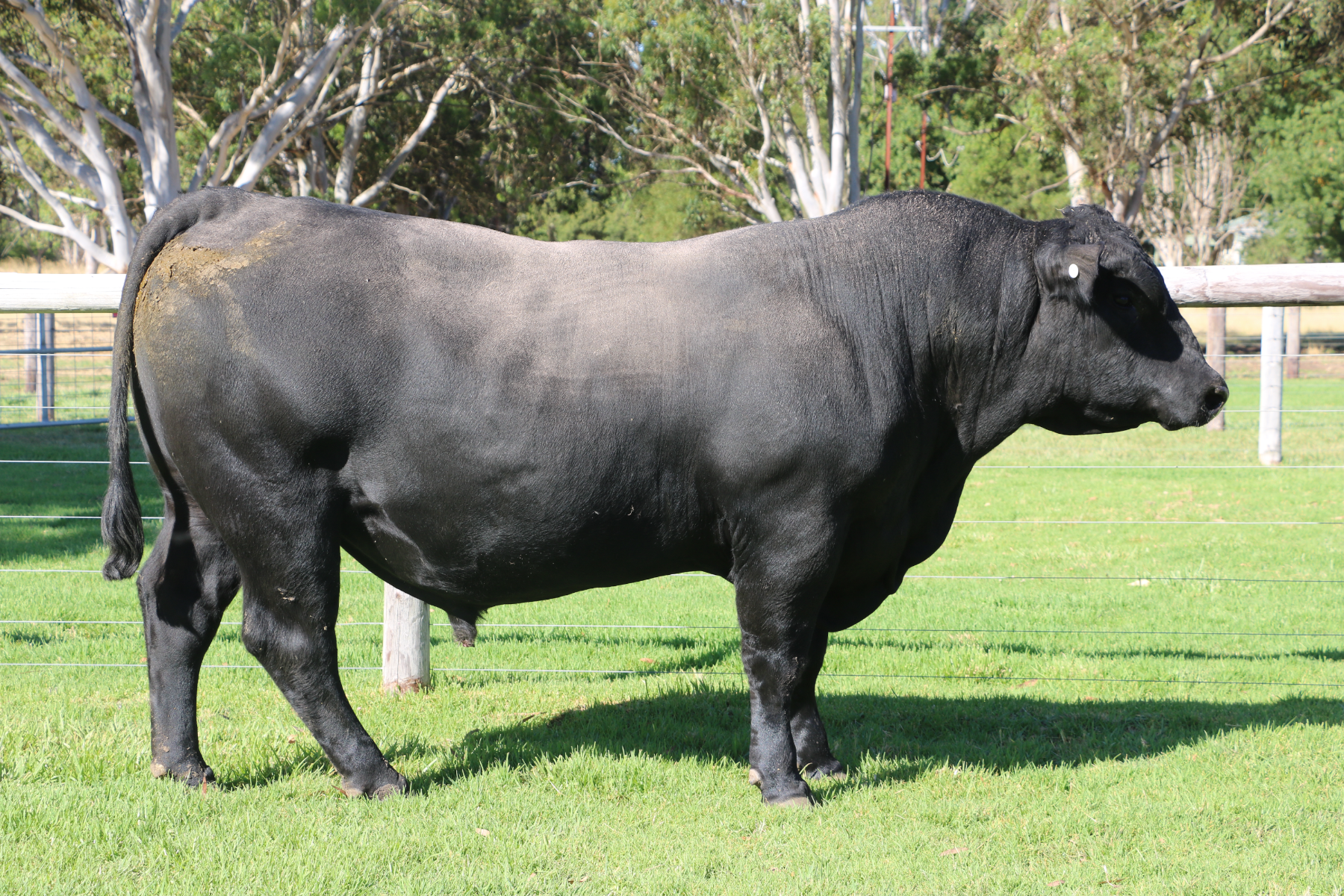 Lot 35 - Nampara V113 | AuctionsPlus