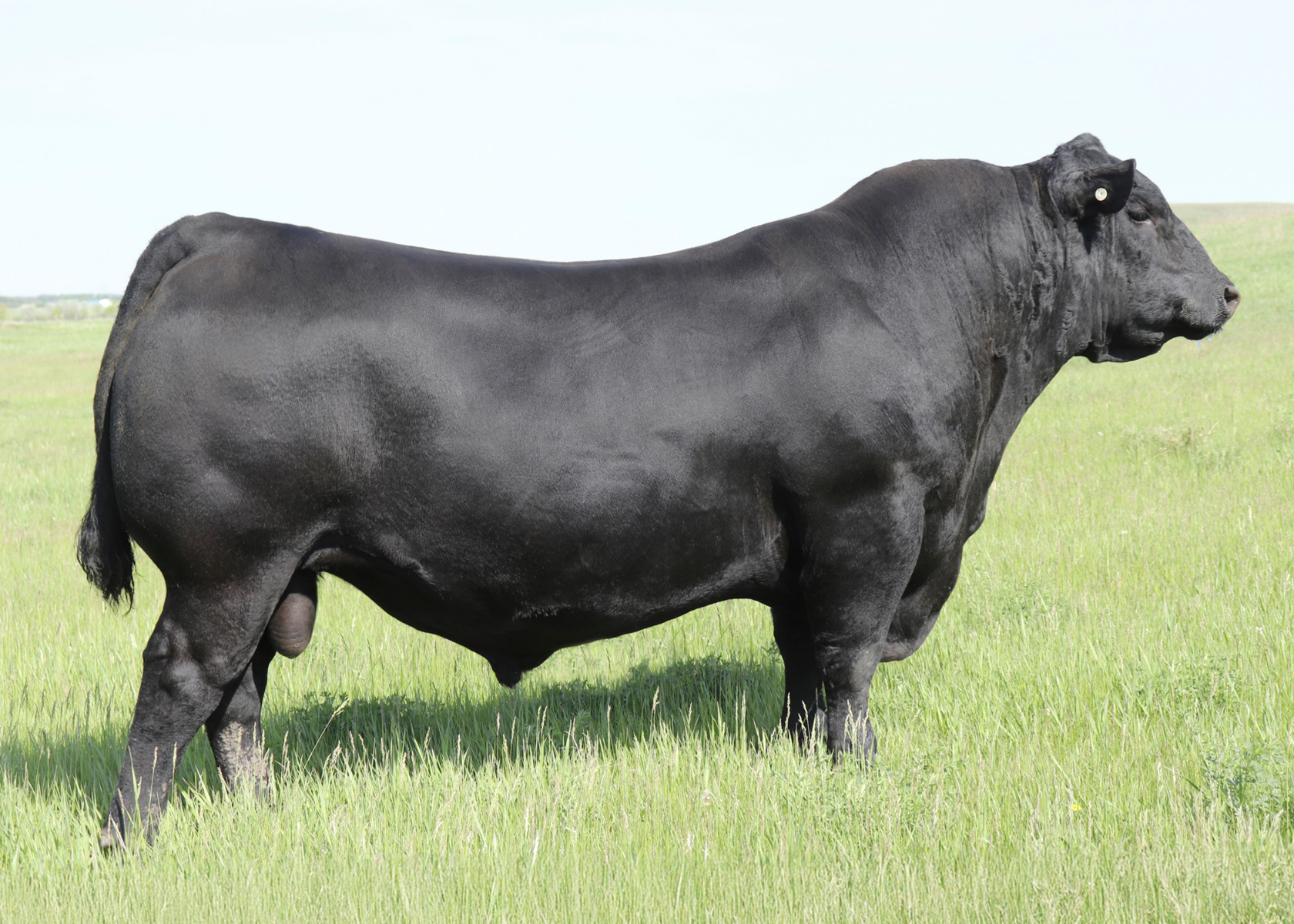 Lot 29B - 5X SEMEN STRAWS S A V Courage 3003 | AuctionsPlus