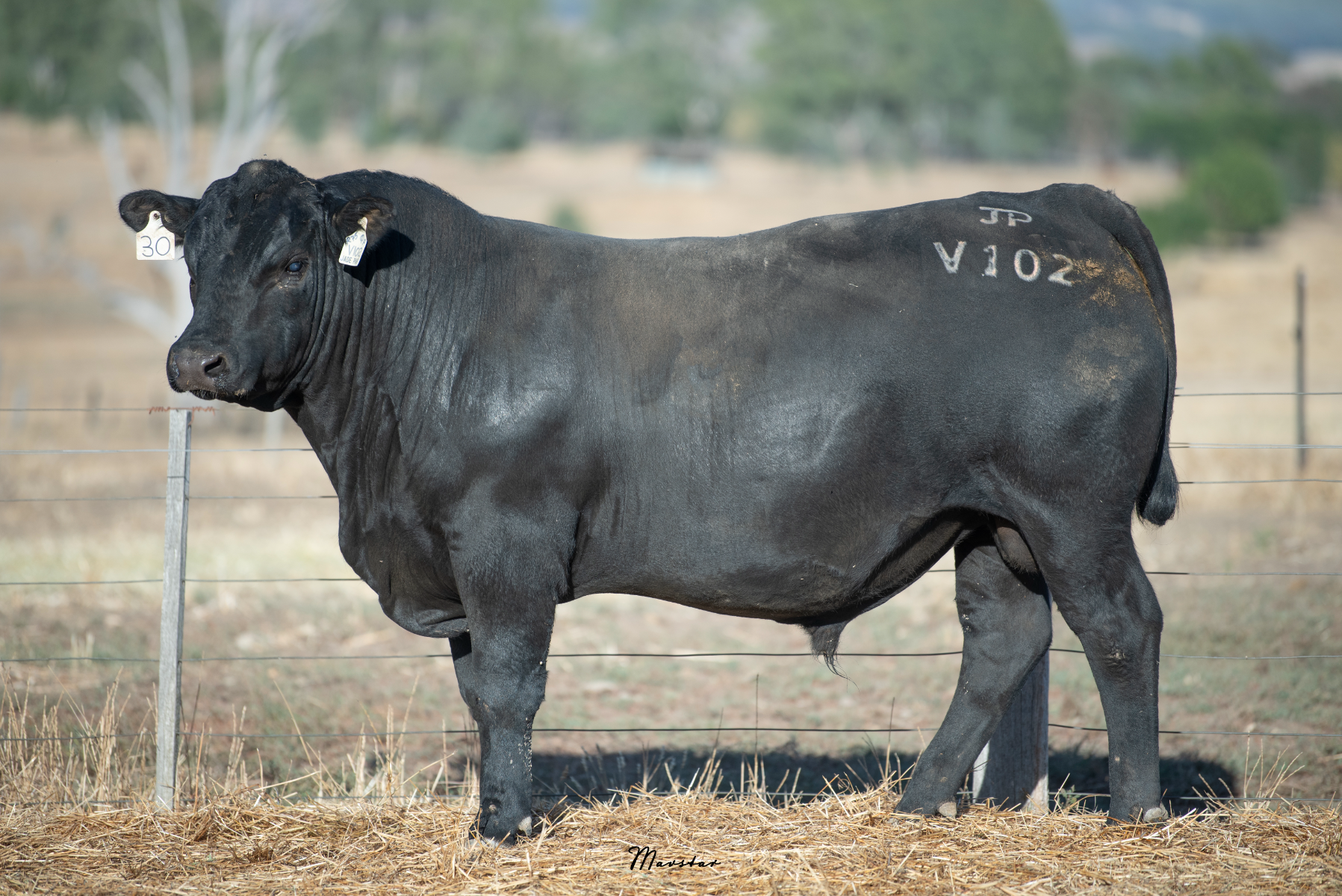 V102 Lot 30 - JADE PARK VAGUS V102 | AuctionsPlus