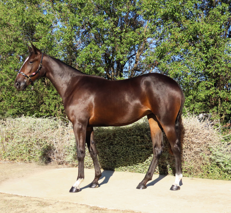 Lot 29 - CALL ON ME 2024 FILLY | AuctionsPlus