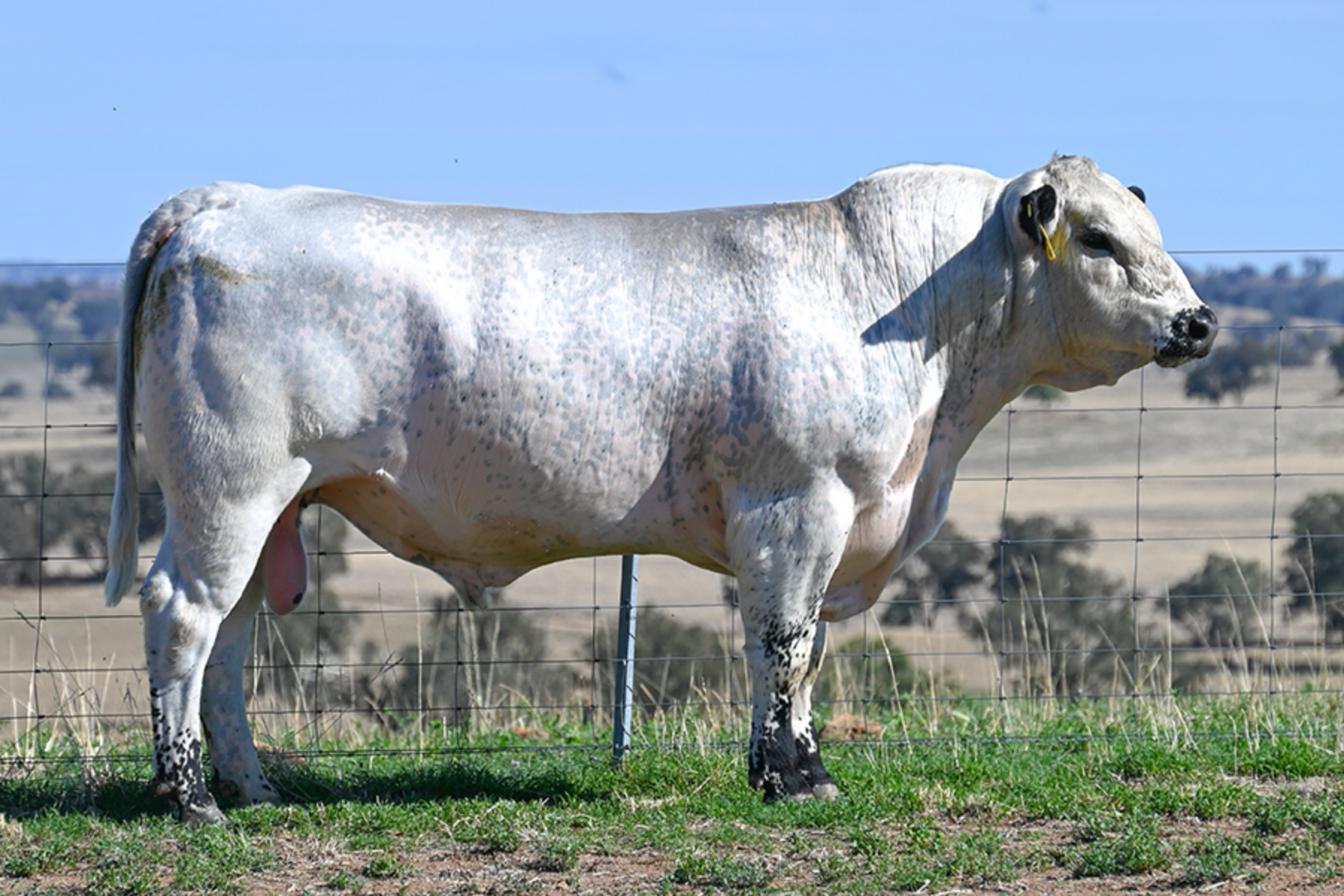 Lot 14 - JAD Vortex V90 (ET) | AuctionsPlus