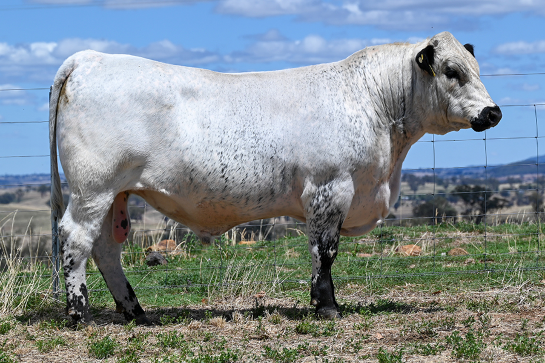 Lot 30 - JAD Villain V292 (ET) (S) | AuctionsPlus