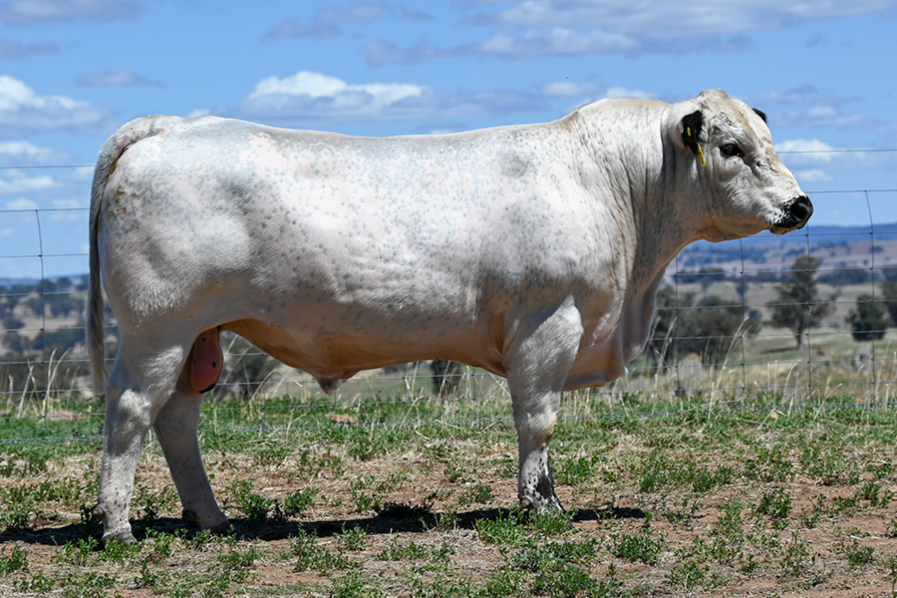 Lot 37 - JAD Vecna V237 (ET) | AuctionsPlus