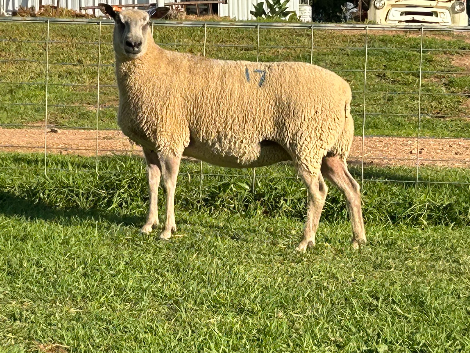 Lot 17 - Tag 612.21 | AuctionsPlus