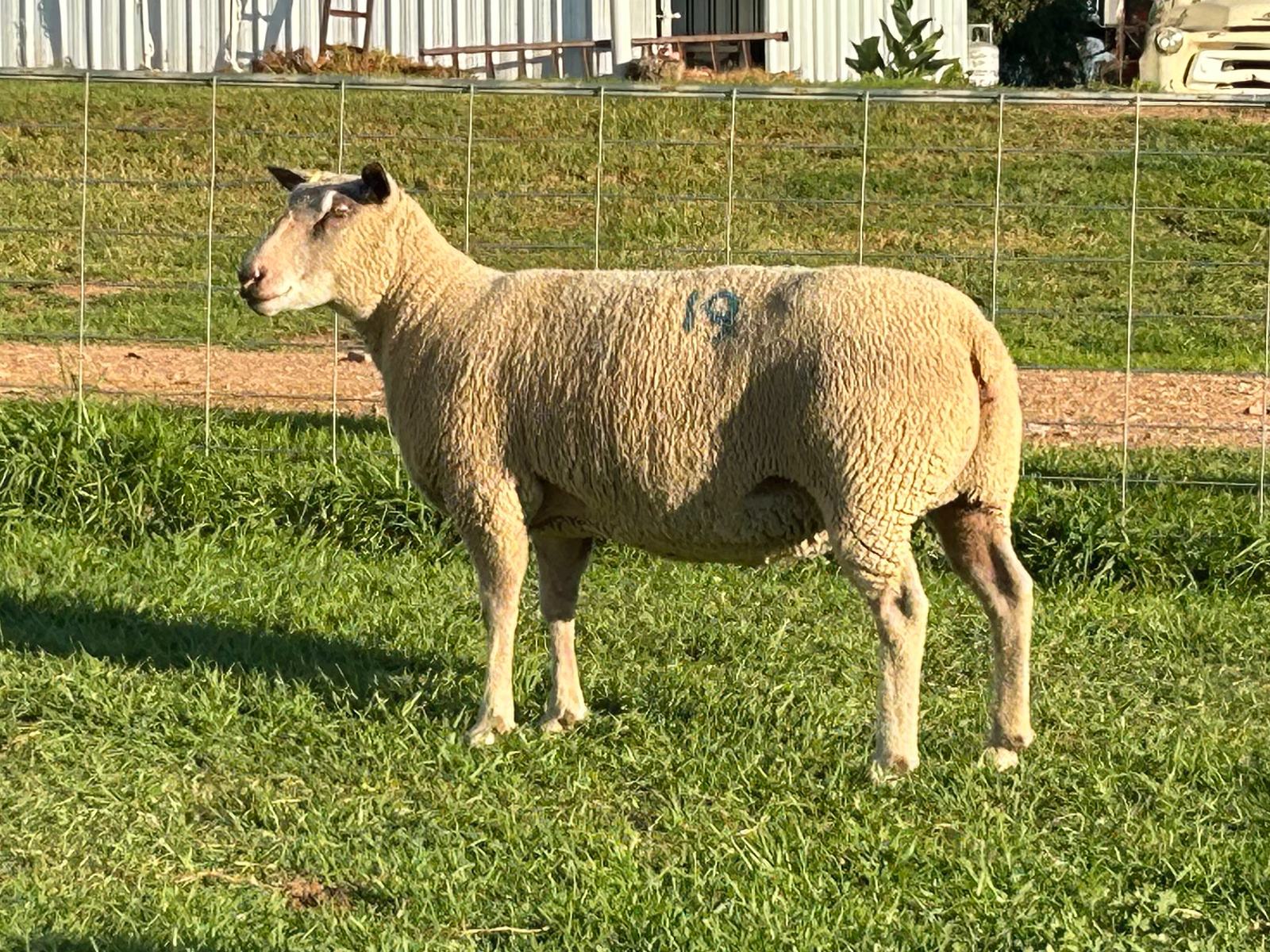 Lot 19 - Tag 705.21 | AuctionsPlus