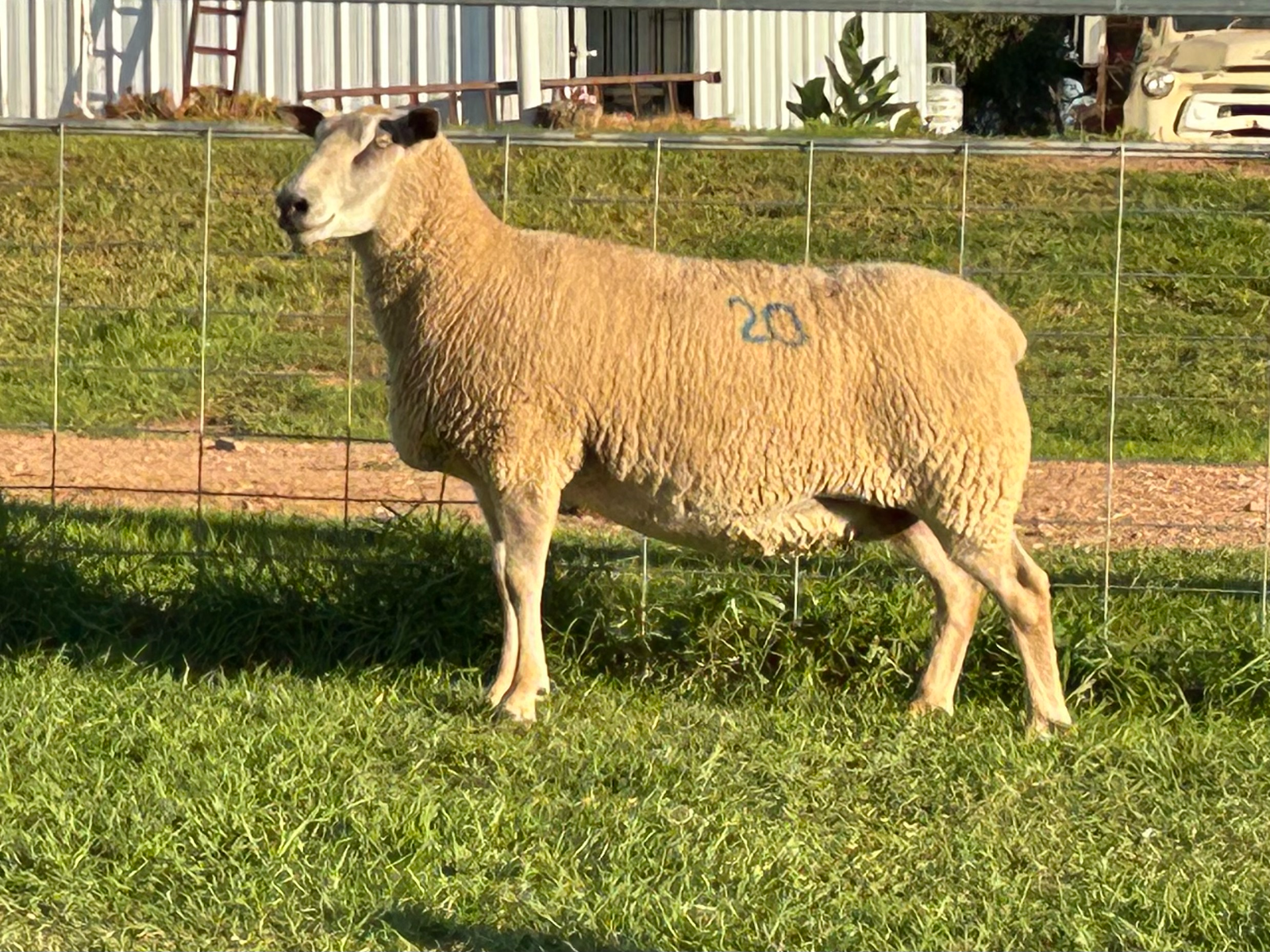 Lot 20 - Tag 599.21 | AuctionsPlus