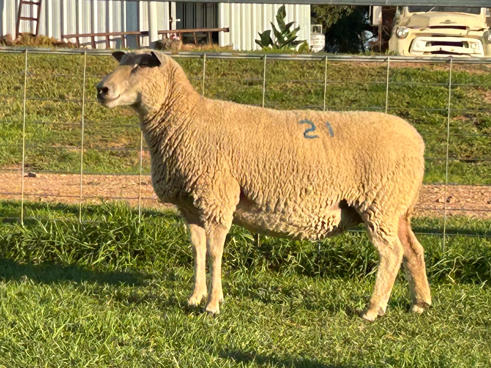 Lot 21 - Tag 356.21 | AuctionsPlus