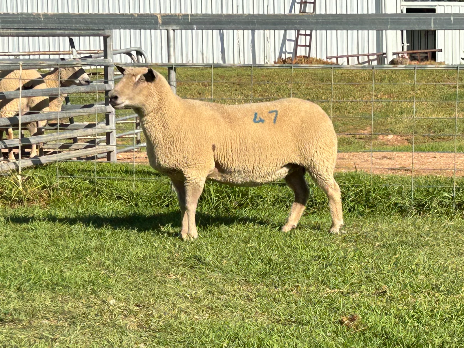 Lot 47 - Tag 141.22 | AuctionsPlus