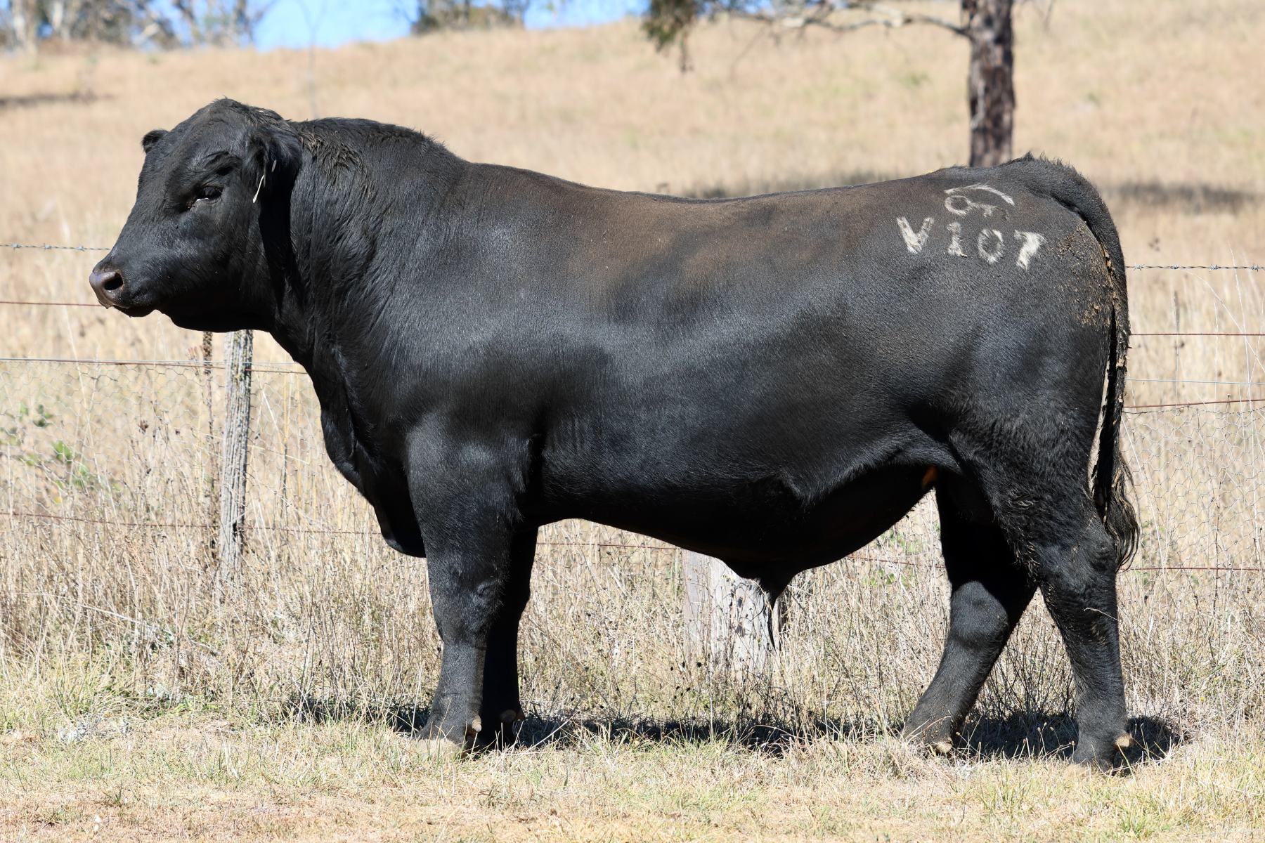 Lot 19 - WATTLETOP DOC RYAN V107 | AuctionsPlus
