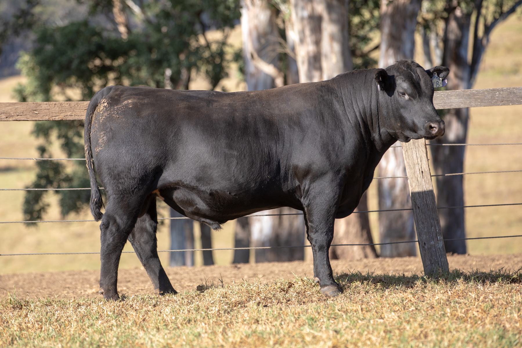 Lot 2 - WILSON PEAK SPECIAL V8 | AuctionsPlus