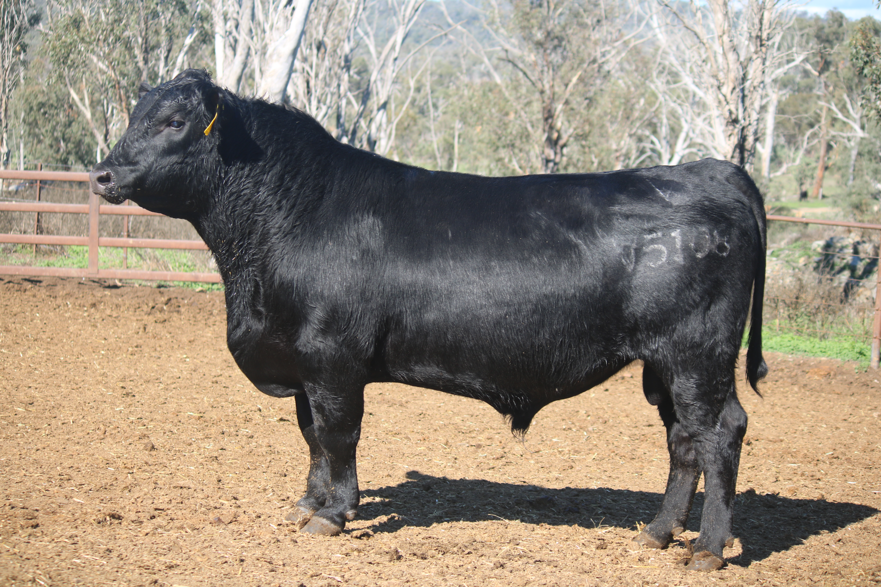 LAWSONS ANGUS ROMA BULL SALE - Auction 127595 | AuctionsPlus