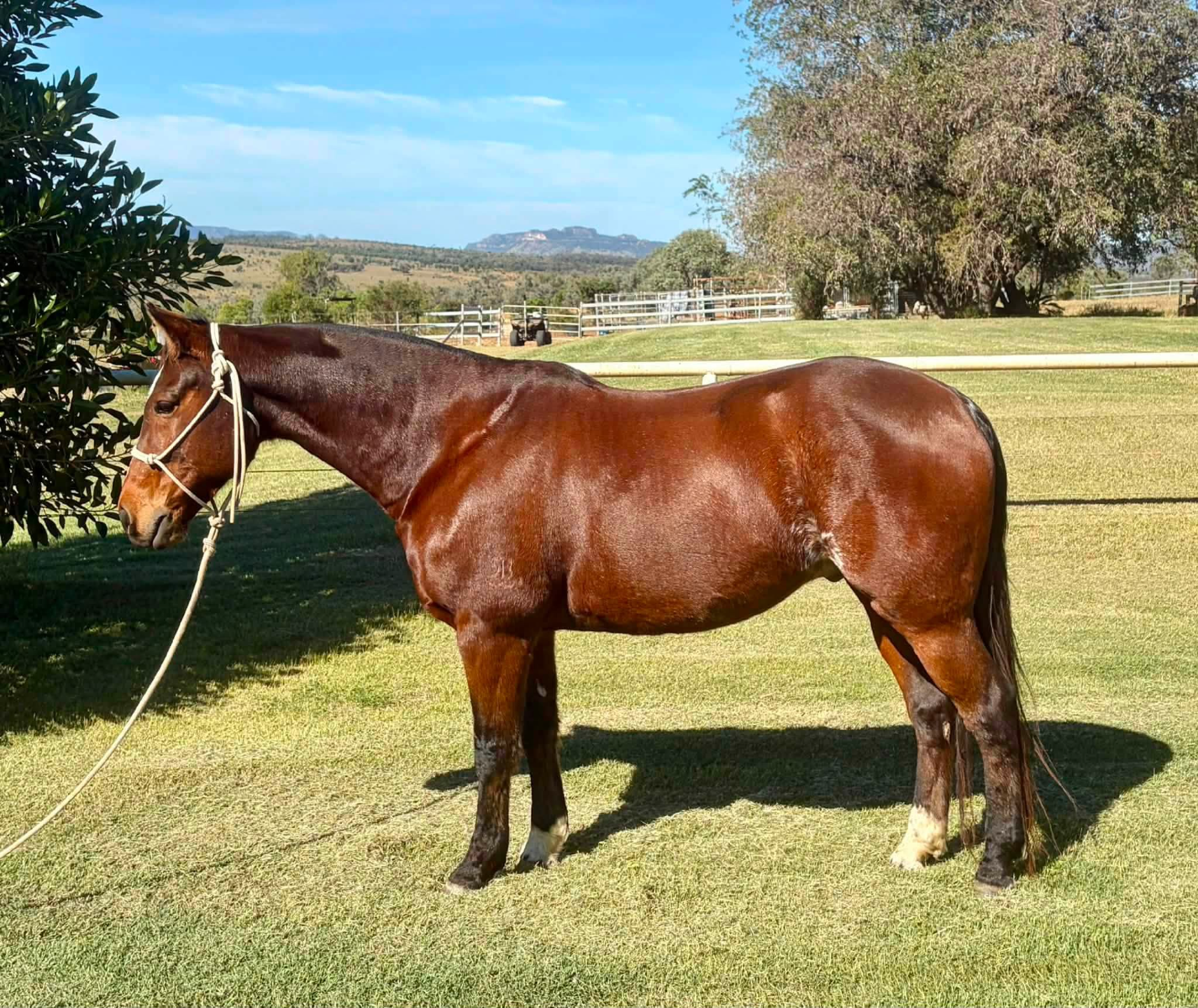 Lot 51 - HESA HEAVY HAMMER | AuctionsPlus