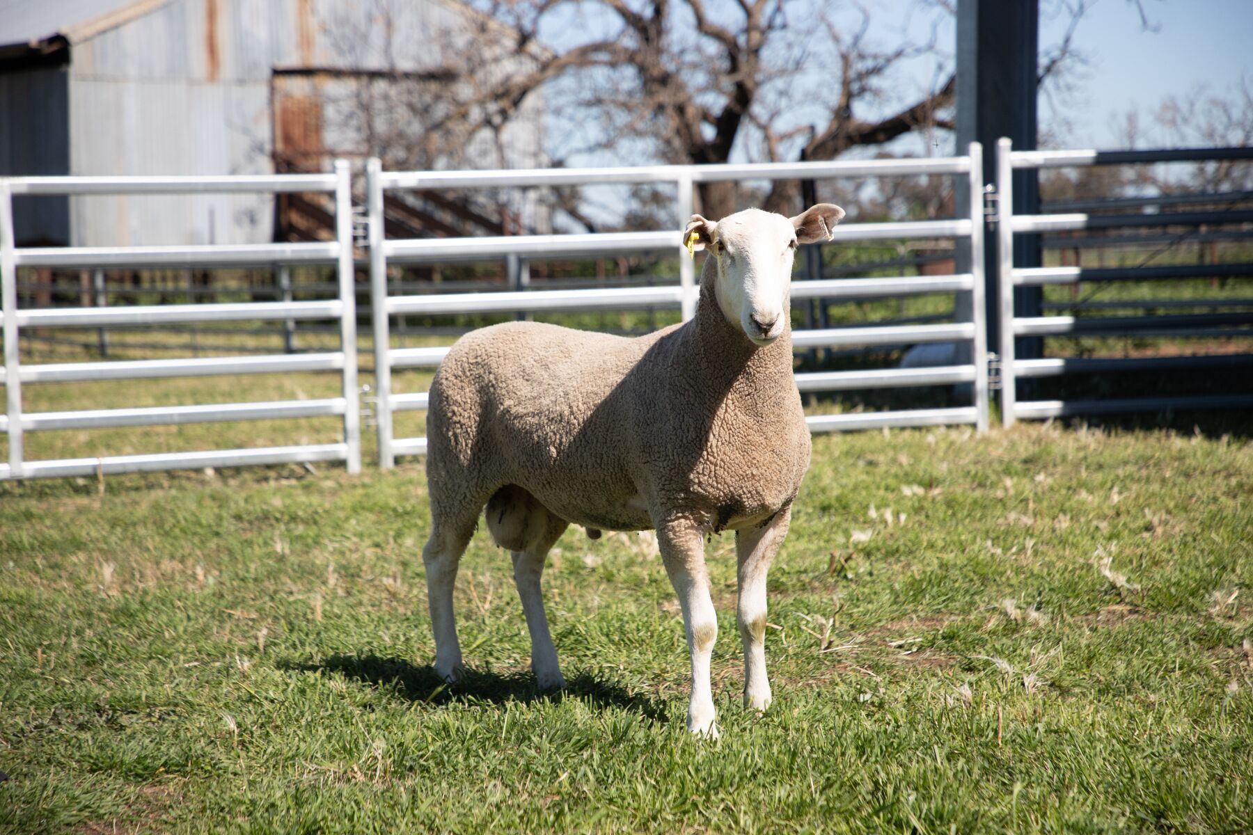 Lot 6 - Tag 210 | AuctionsPlus