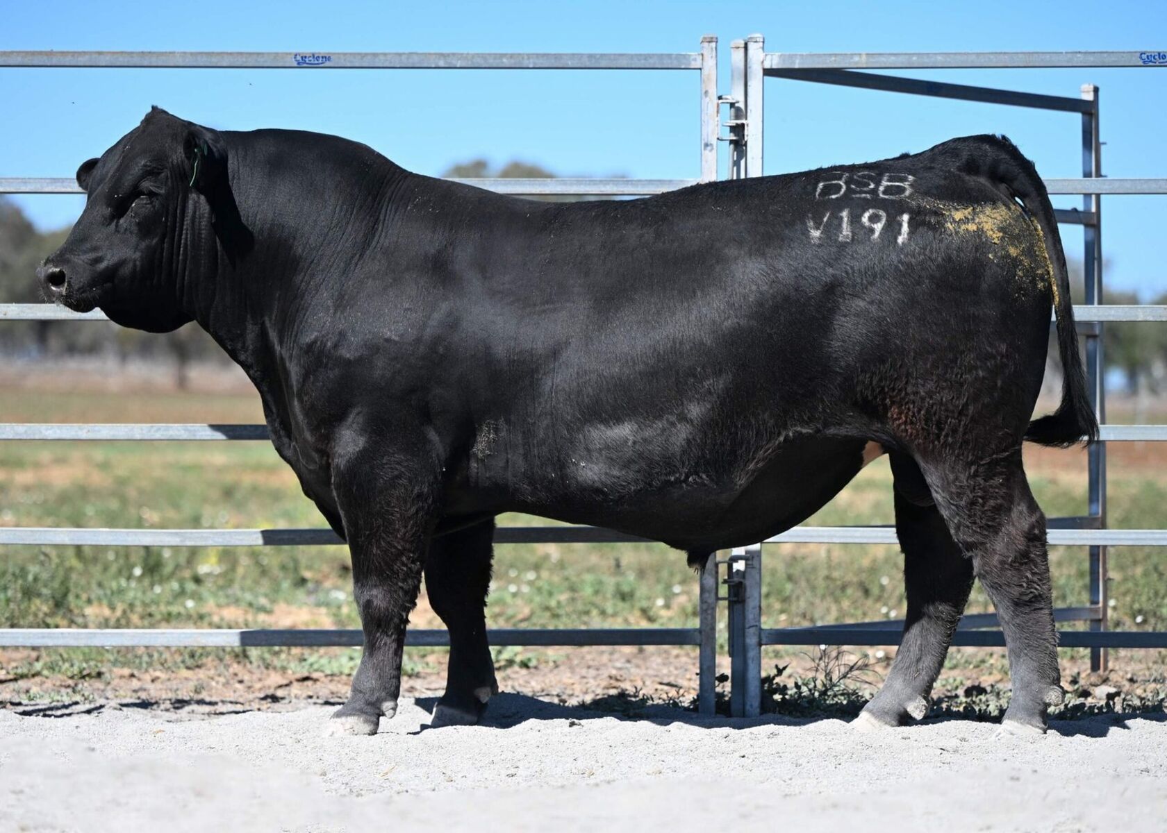 BSB-V191 | AuctionsPlus
