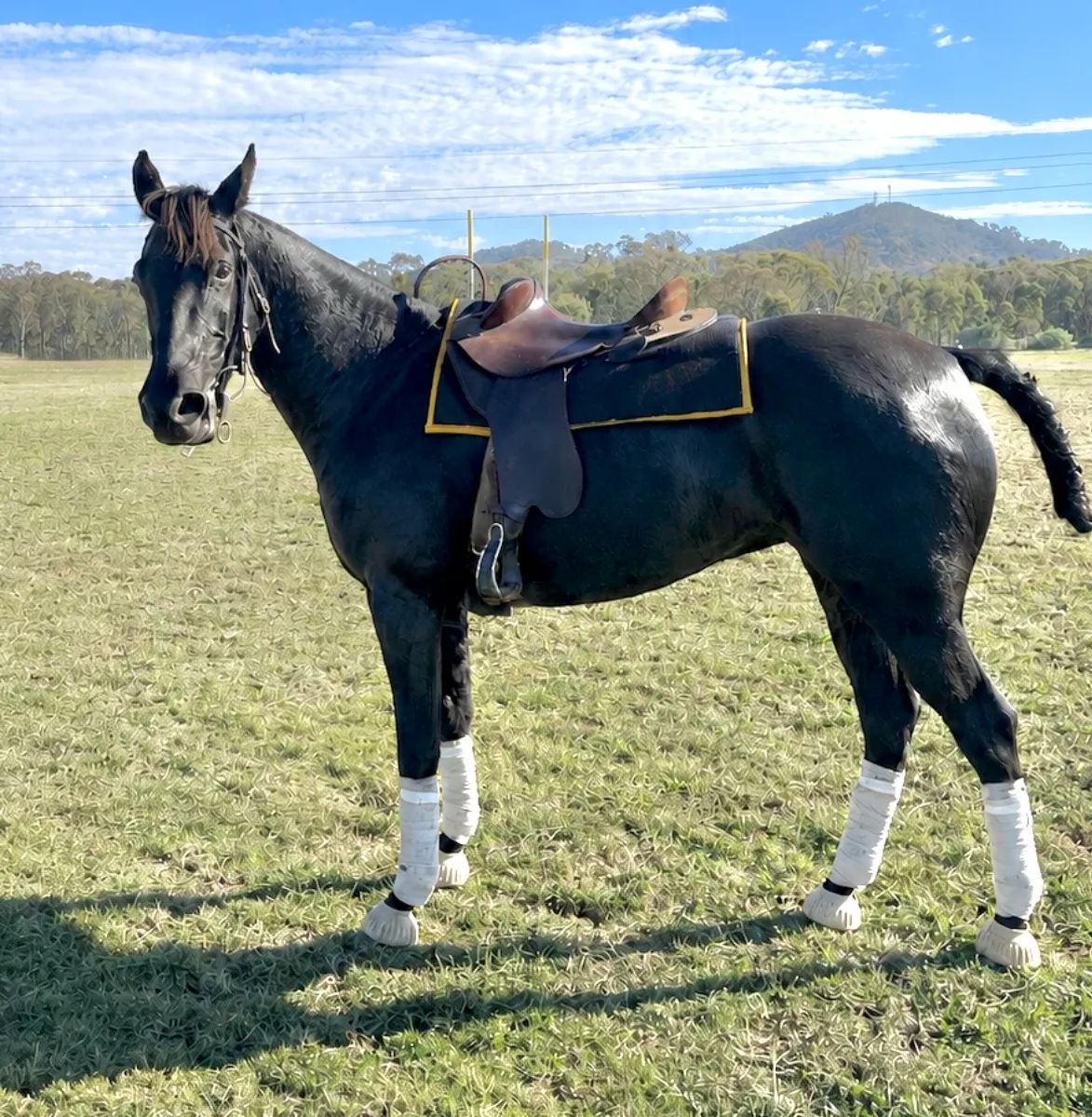 Springside Justify