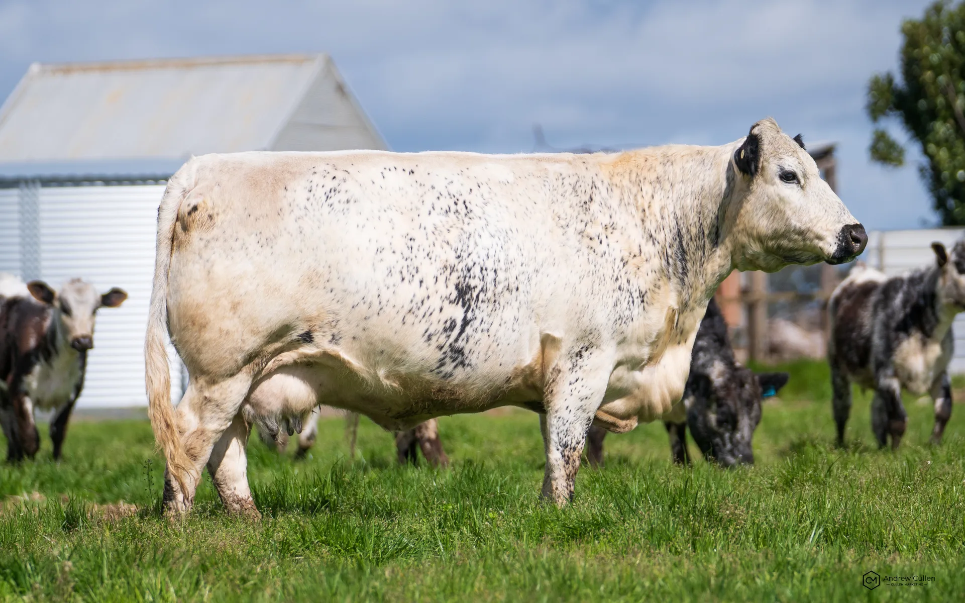 BAMAWM VIEW SPECKLE PARK SPRING SALE - Auction 129252 | AuctionsPlus