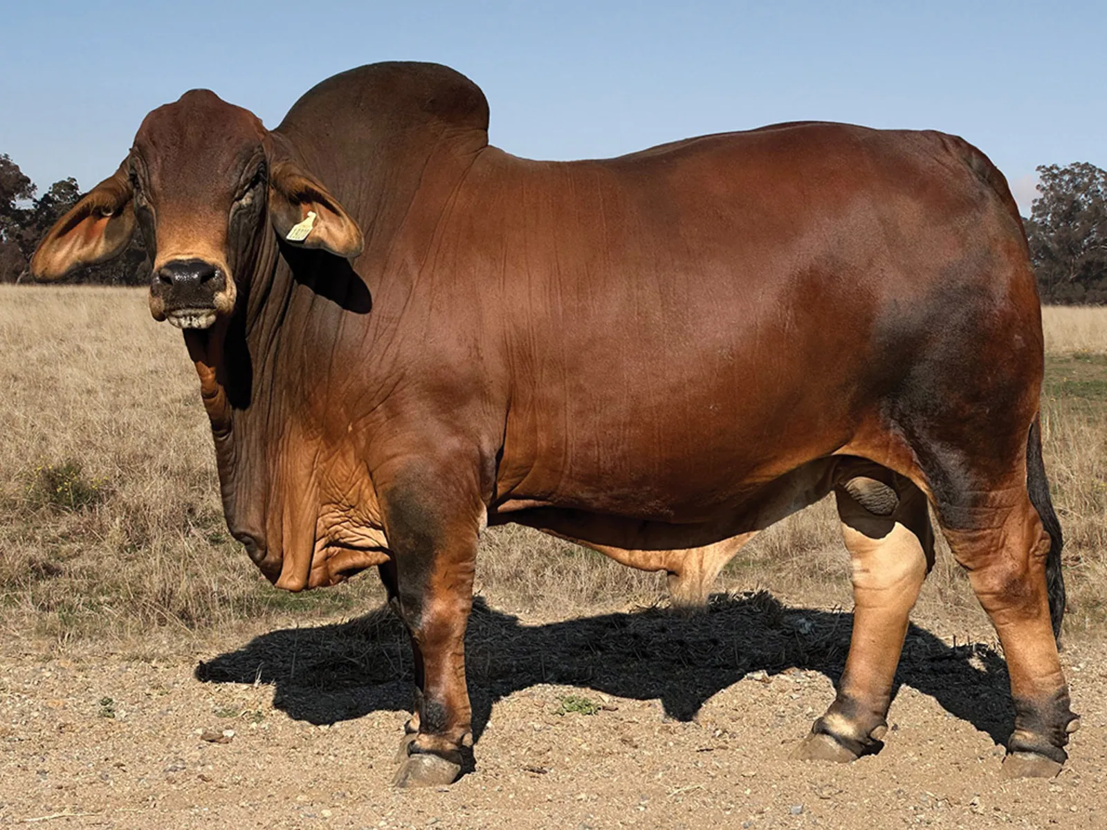 GOLD CITY BRAHMAN BULL SALE - Auction 129251 | AuctionsPlus