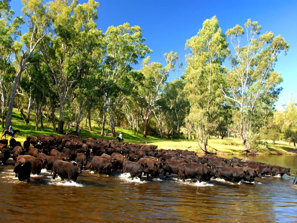 Booroomooka Angus