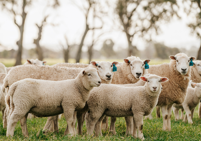Lambpro