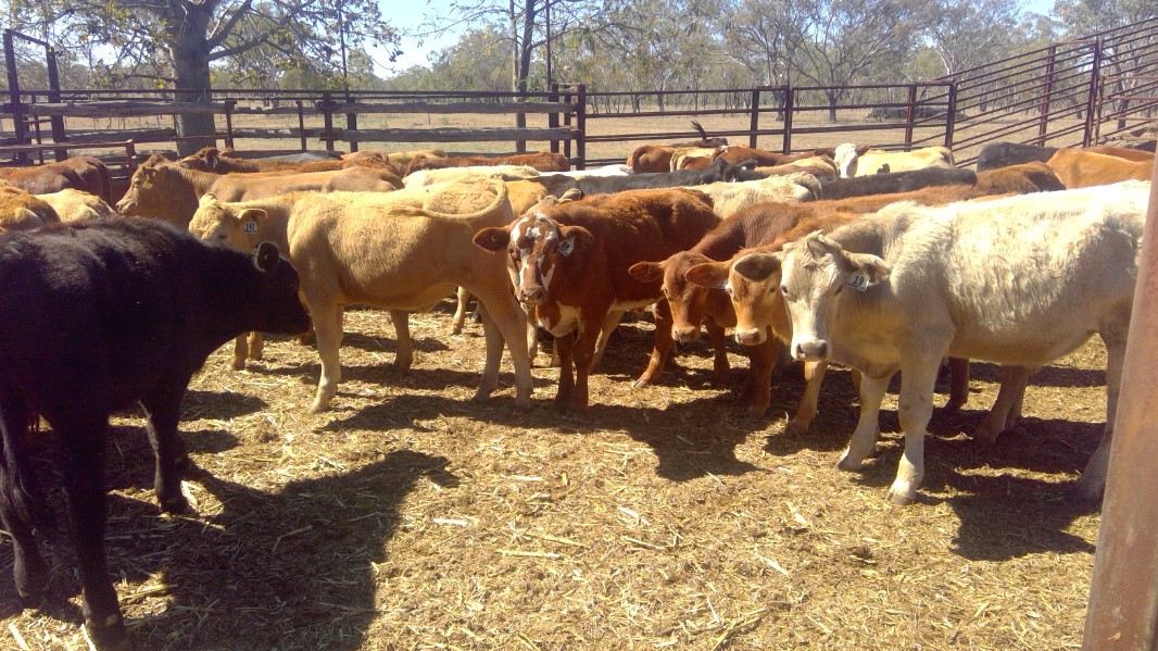 130 Composite Steers | Listing | Cattlesales