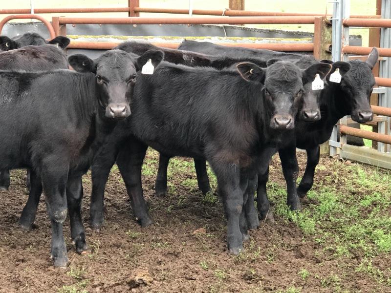 45 Angus Heifers | Listing | Cattlesales