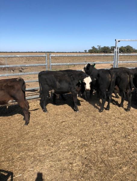 21 Hereford X Angus Steers | Listing | Cattlesales