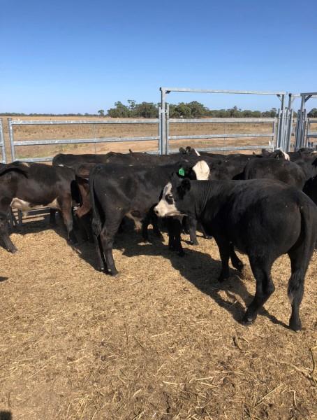 21 Hereford X Angus Steers 