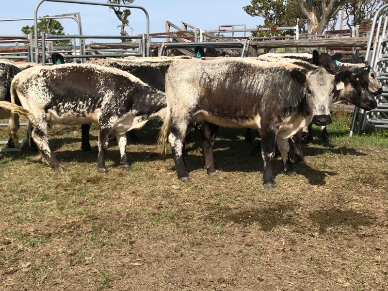 10 Speckle Park/Angus X Cows & Calves Listing Cattlesales
