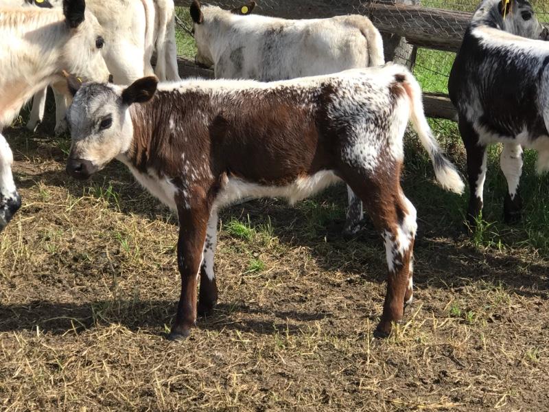 10 Speckle Park/Angus X Cows & Calves Listing Cattlesales