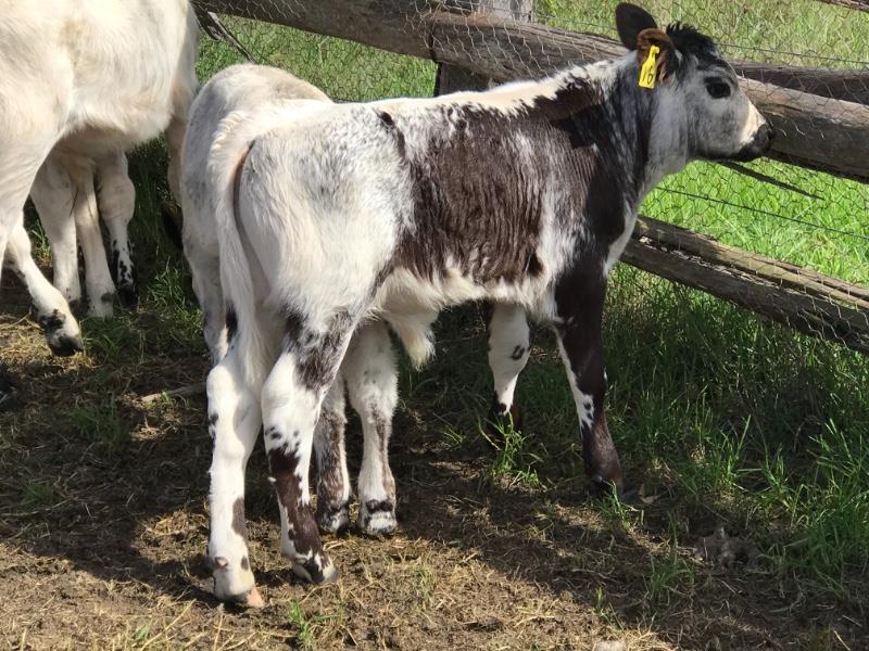 10 Speckle Park/Angus X Cows & Calves Listing Cattlesales